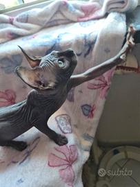 Sphynx con pedigree