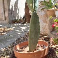 pianta di fico d india