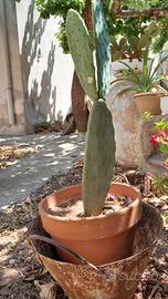 pianta di fico d india