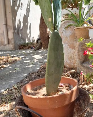 pianta di fico d india