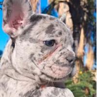 Cuccioli bulldog francese disponibili ora
