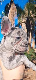 Cuccioli bulldog francese disponibili ora