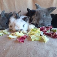 Coniglietti nani ariete