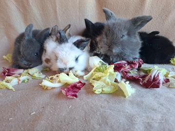 Coniglietti nani ariete