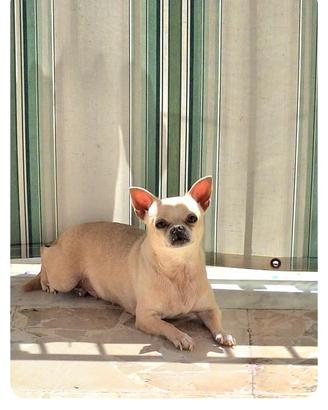 Chihuahua femmina