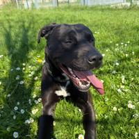 Il cane corso/labrador