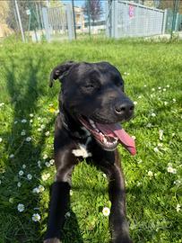 Il cane corso/labrador