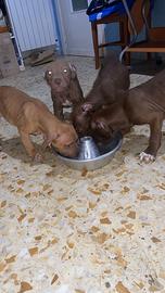 Pit bull