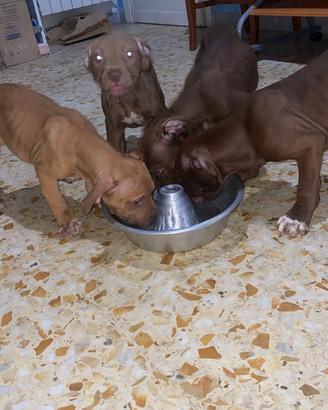 Pit bull