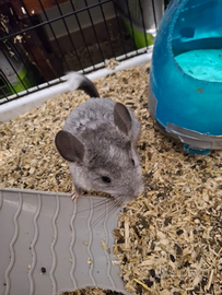 Cuccioli di cincillà