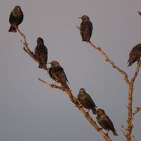 Canon compatta SX70HS