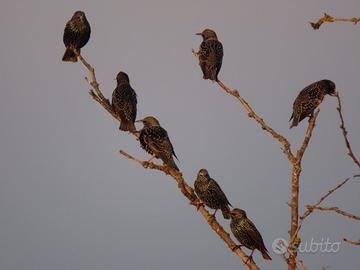 Canon compatta SX70HS