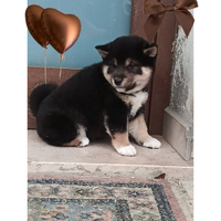 Shiba Inu pedigree ENCI