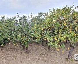 Terreno agricolo a limoneto a Calatabiano