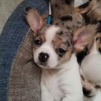 Cuccioli di chiwawa