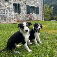 Cuccioli di Border Collie