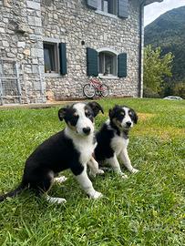Cuccioli di Border Collie