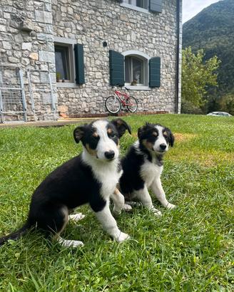 Cuccioli di Border Collie