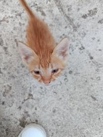 Gattino gatto