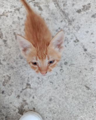 Gattino gatto