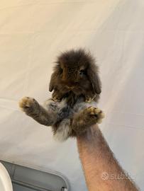 Cuccioli ariete conigli