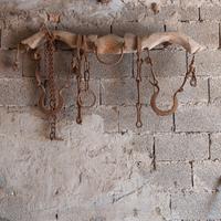 Zoo antico per arare campi con bestiame