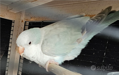 Parrocchetto monaco blu femmina