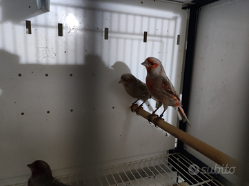 Nero ala grigia rosso mosaico