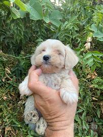 Maltipoo