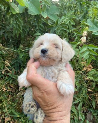 Maltipoo