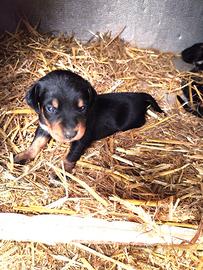 Cuccioli cane BRACCO - GRIFO NERO da tartufo