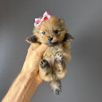 Spitz volpino pomerania Maschio/Femmina PEDIGREE