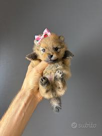 Spitz volpino pomerania Maschio/Femmina PEDIGREE