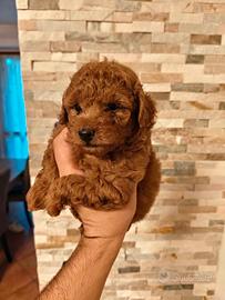 Cuccioli barboncino toy