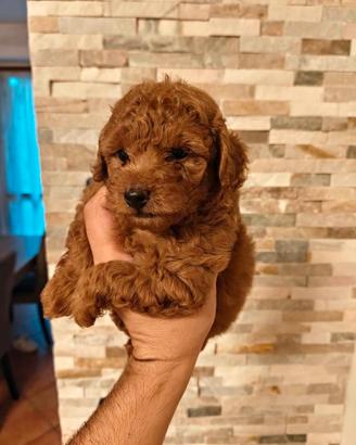 Cuccioli barboncino toy
