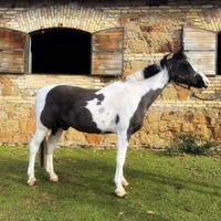 Bravissimo primo Pony