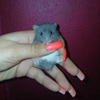 Criceti cuccioli