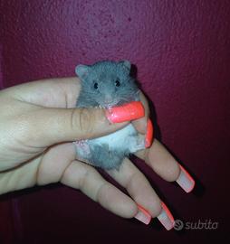 Criceti cuccioli