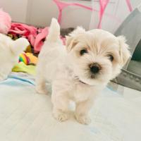 Cucciolo maltese maschio