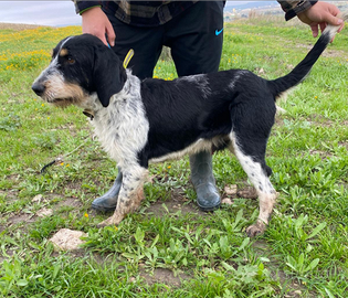 Griffon bleu de gascogne