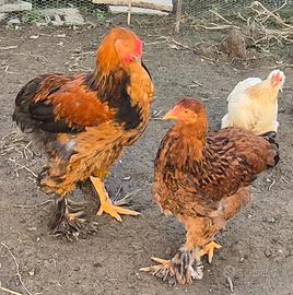 Coppia galline brahma