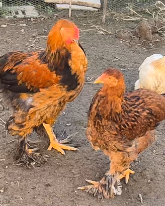 Coppia galline brahma