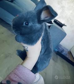 Conigli nani è un coniglio maschio servatico