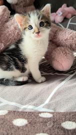 Gattina