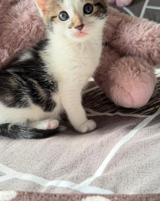 Gattina