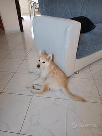 Cagnolina di 6 mesi molto adorabile