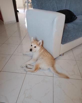 Cagnolina di 6 mesi molto adorabile