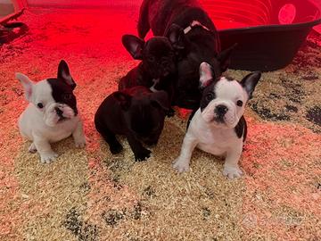 Bulldog francesi