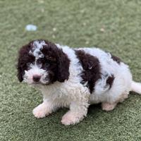 Lagotto romagnolo