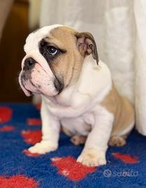 Cucciolo bulldog inglese